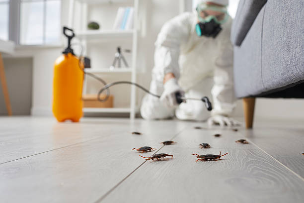 Affordable Ant Control solutions in Chubbuck, ID